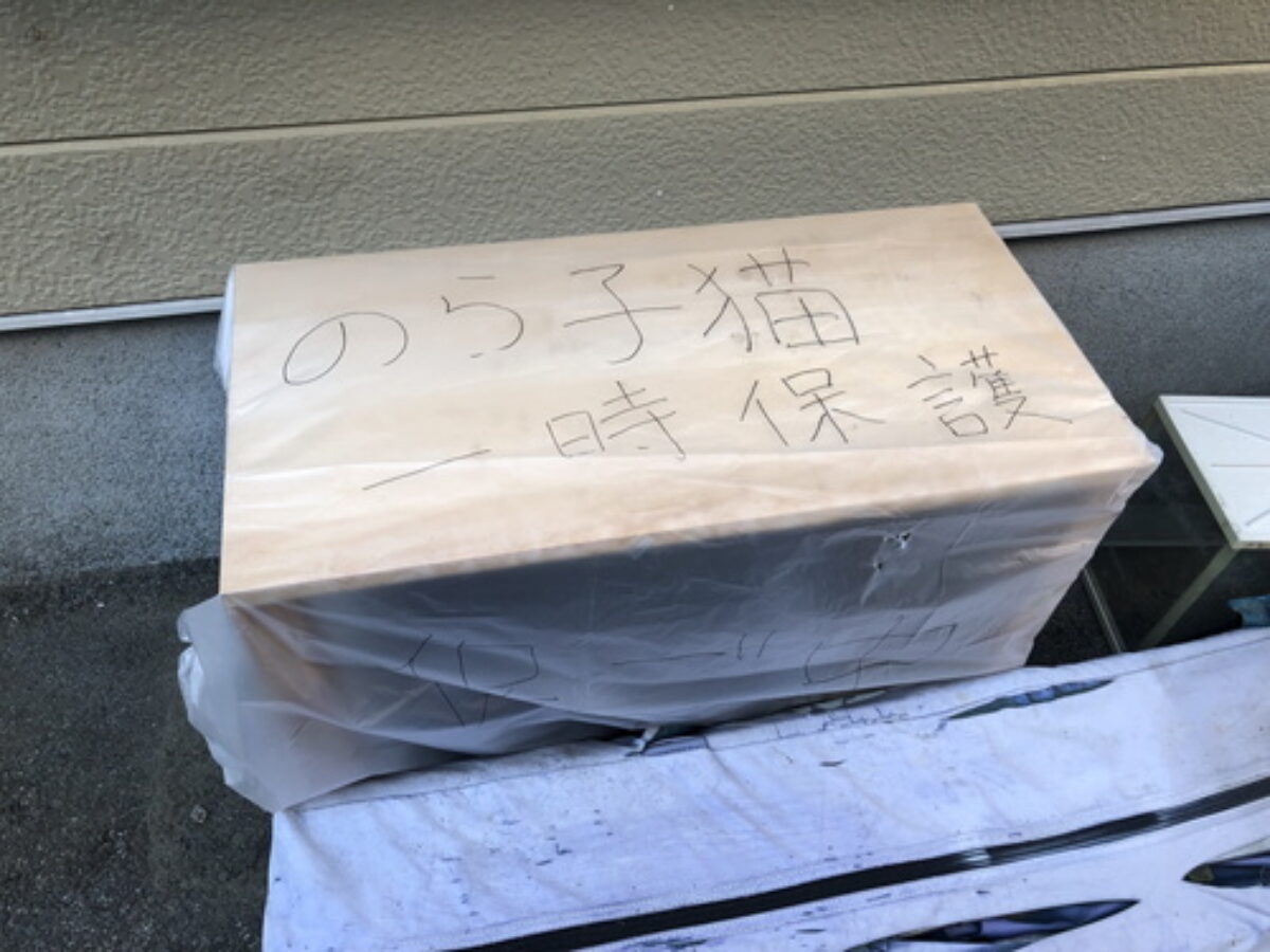 第一話 死にかけ野良猫 野良子猫を一時保護するために作った小屋 作り方 Genussmittel公式