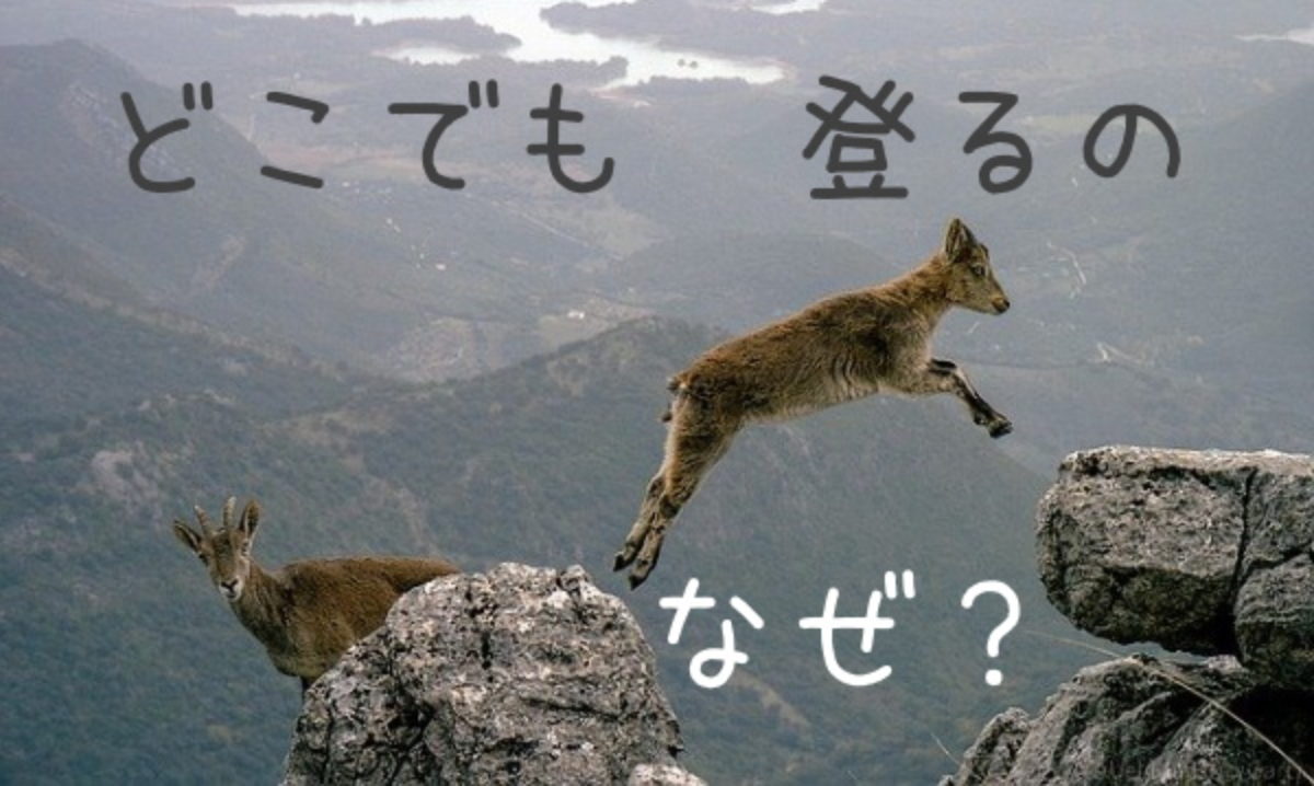 ヤギが断崖絶壁を登っていっちゃうのはなぜ 無謀な挑戦か 生存本能か ヤギの生態 Genussmittel公式