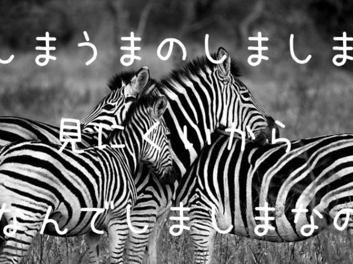 シマウマがしましまなのはなぜ 動物からはどう見えてるの 進化 間違ってなかった 見えにくいらしい Genussmittel公式