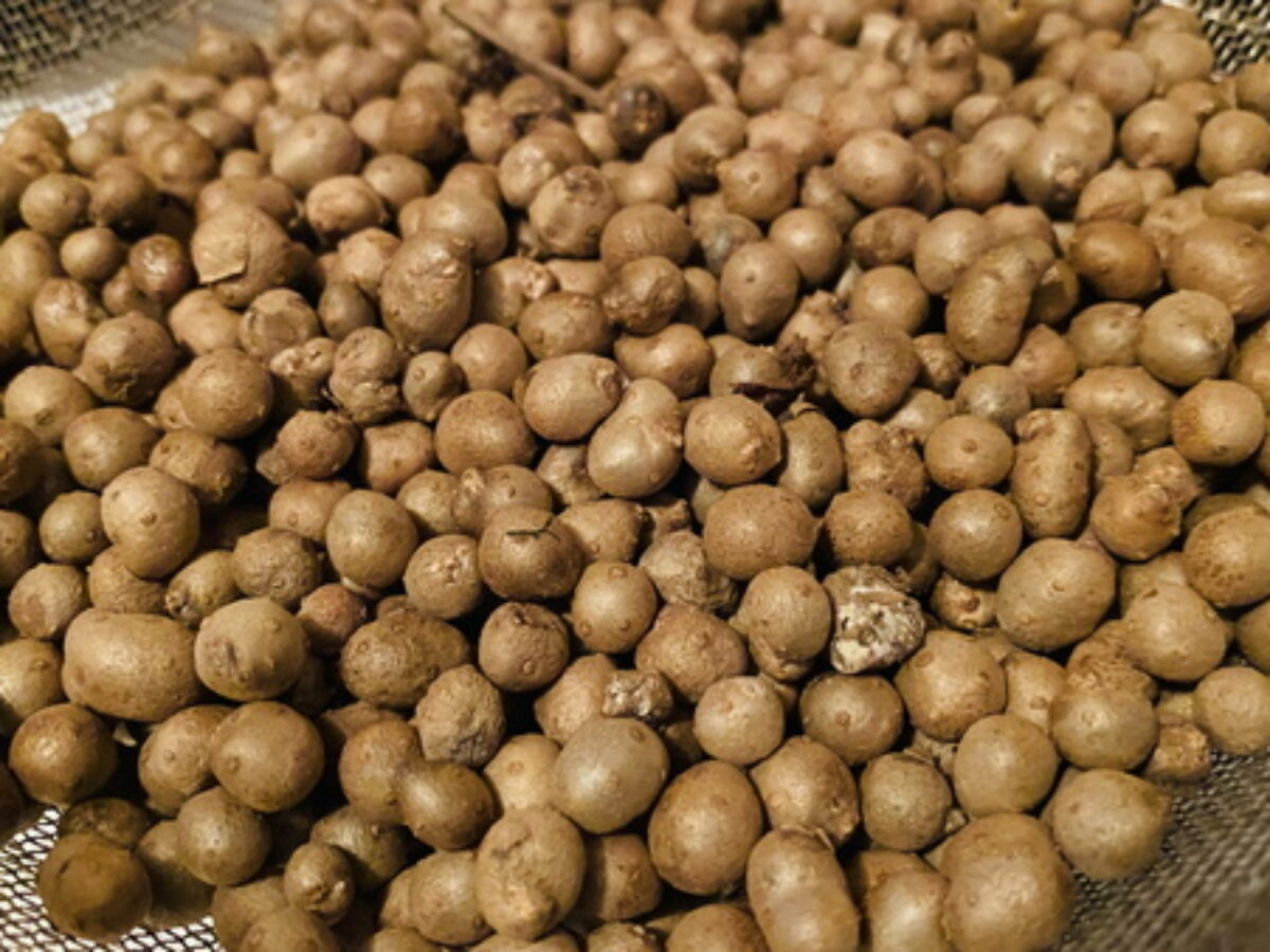 むかごの栄養と効能 山芋 長芋 自然薯の違い ミニサイズの山芋 おいしい食べ方 Genussmittel公式